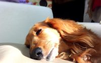 寝ている犬