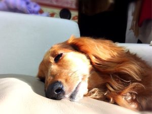 寝ている犬